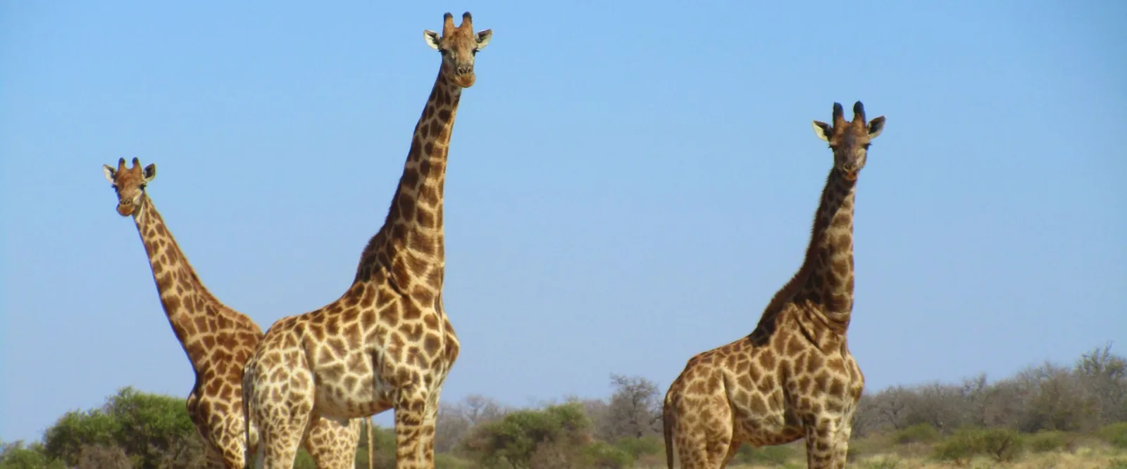Zulani Safaris