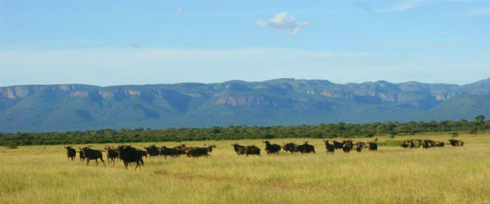 Zulani Safaris