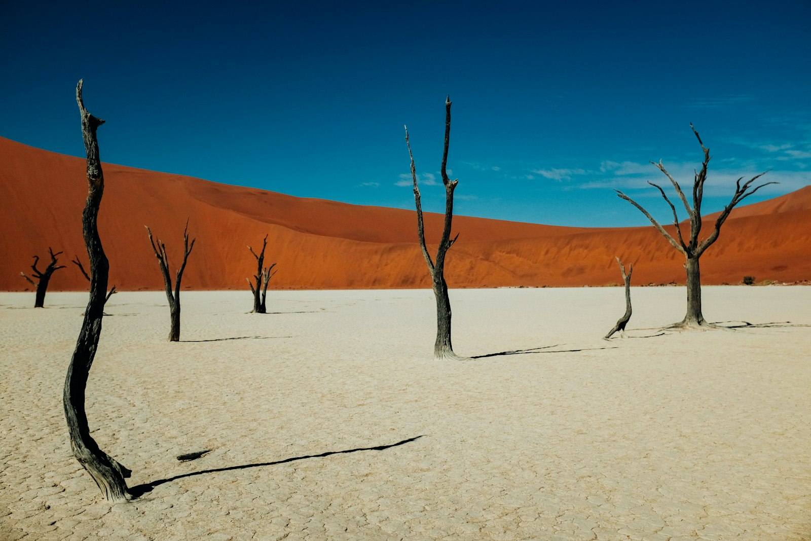 أشجار شوكة الجمل الذابلة على الطين الأبيض تحت السماء الزرقاء في Deadvlei، ناميبيا