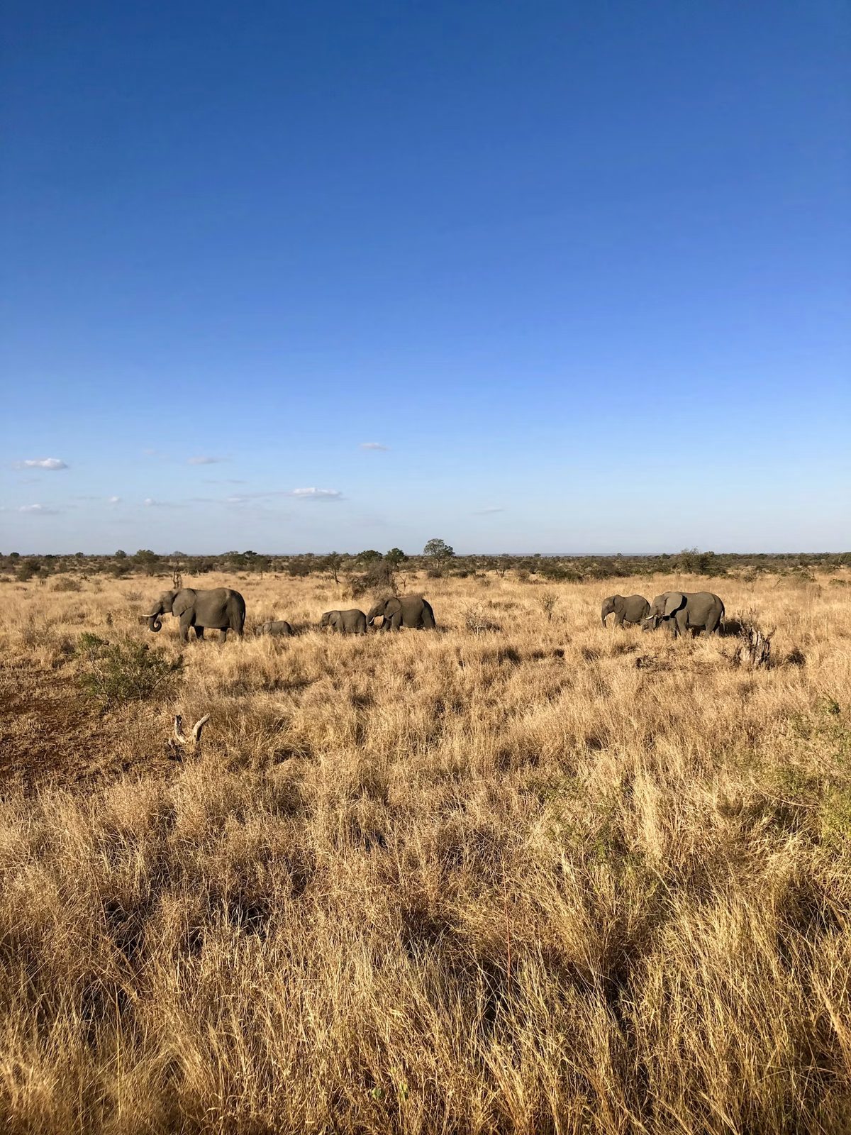 Open dry grassland under a blue sky, typical of southern African hunting country