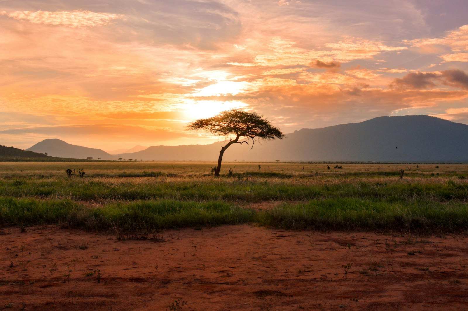 Ensomt akacietræ på afrikansk savanne ved solnedgang