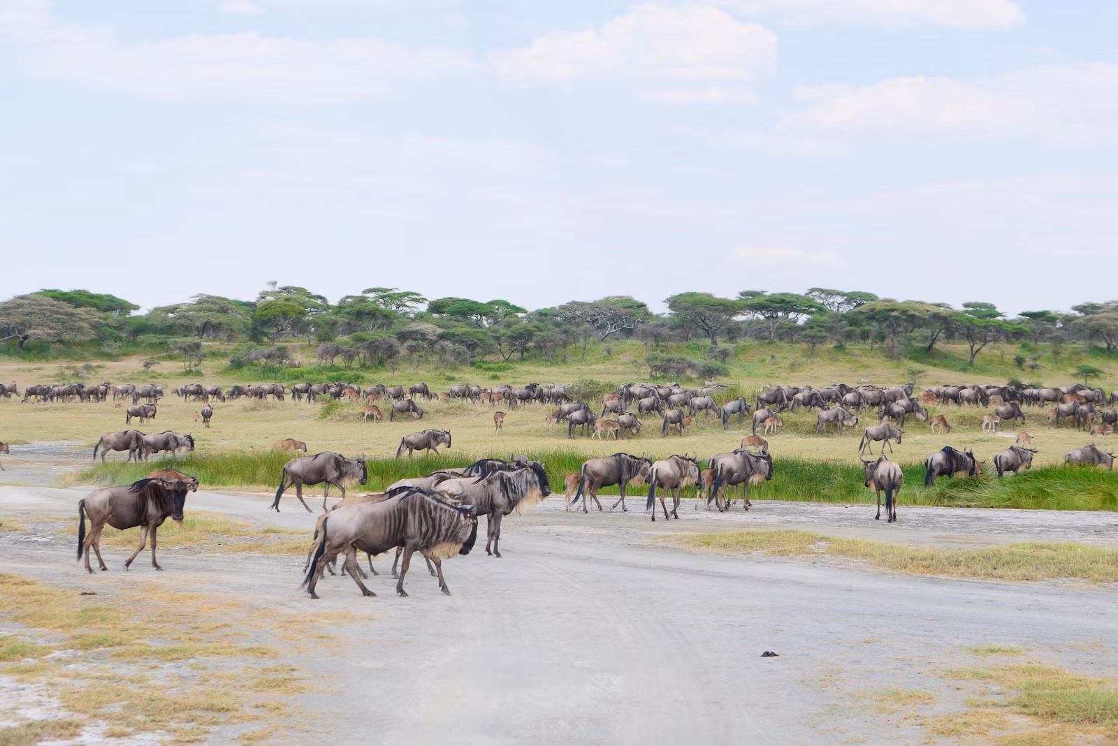 Wildebeest herd grazing across the Serengeti grassland in Tanzania