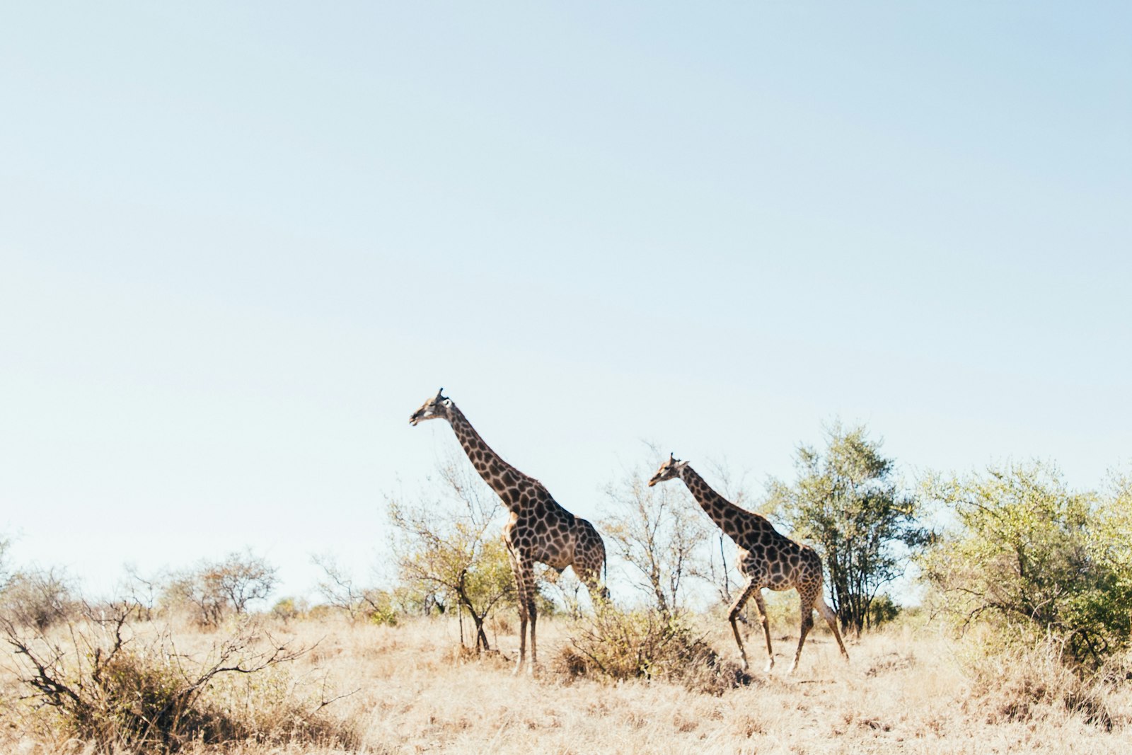 To giraffer på åbent brunt græs i østafrikansk savanneland