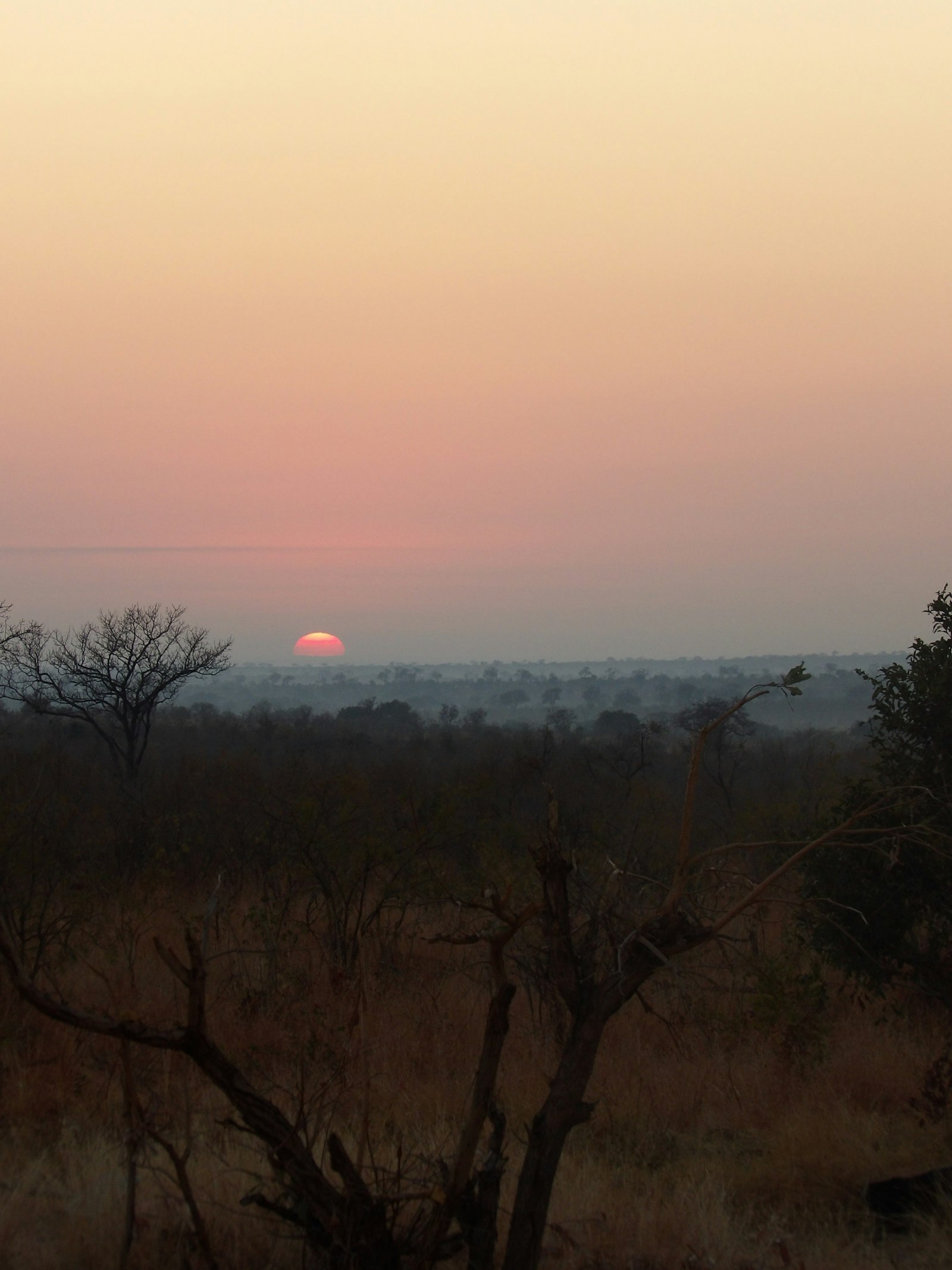 Sunset over savanna with trees in Kruger National Park, South Africa