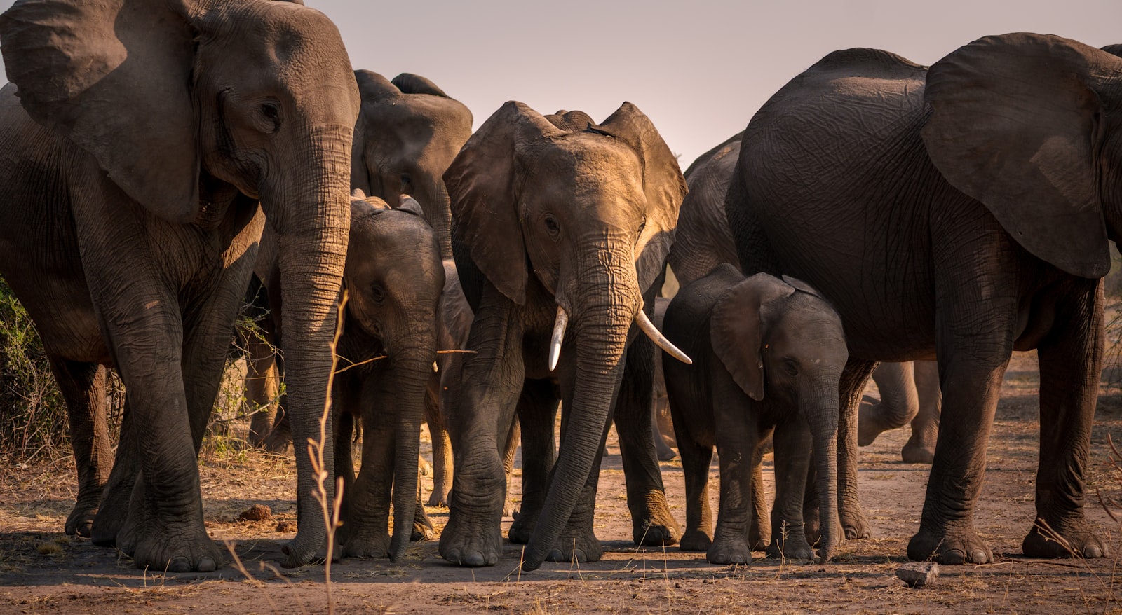 Manada de elefantes africanos caminando por la seca llanura aluvial de Chobe, Botsuana