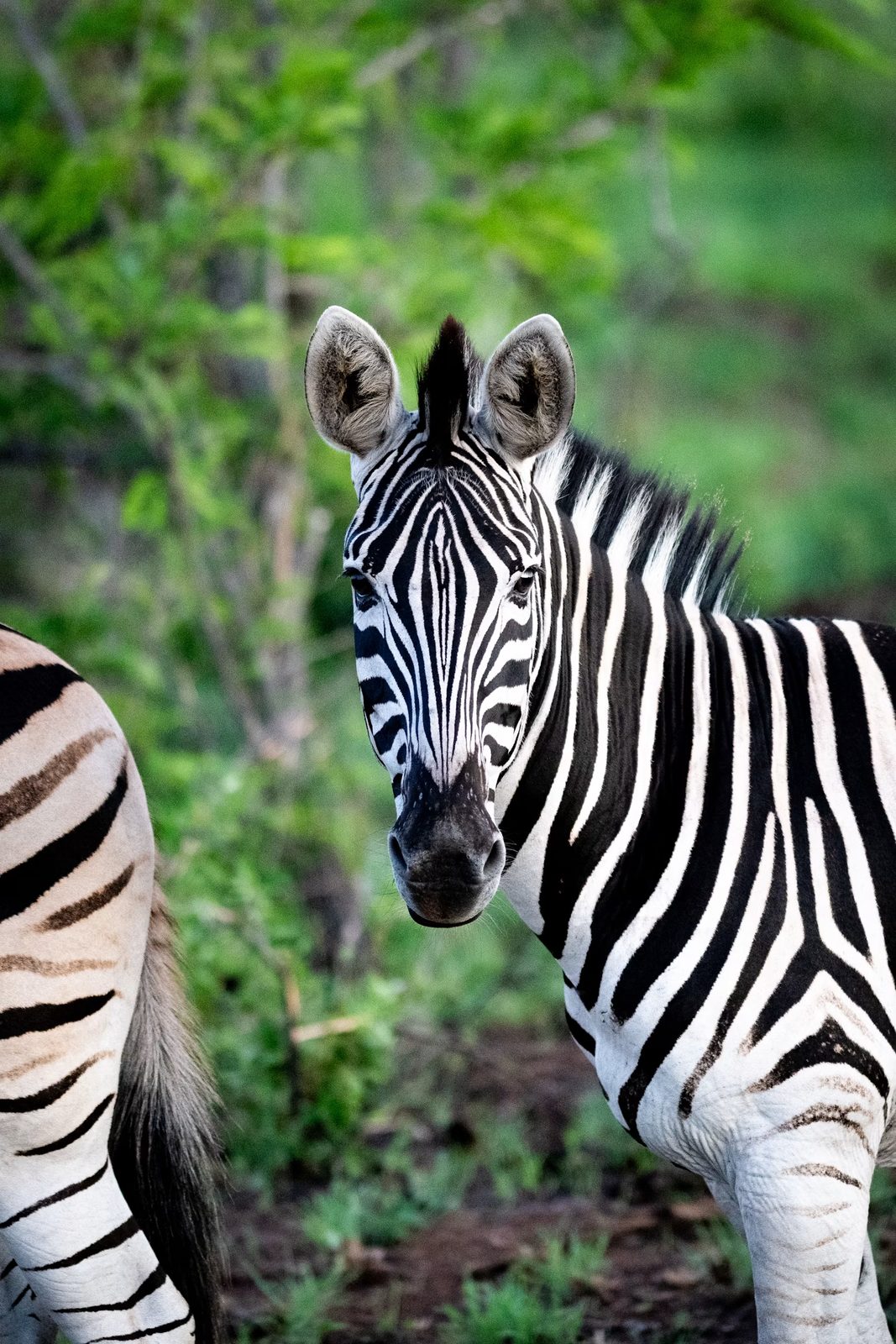Zebras in dry-season African bushveld