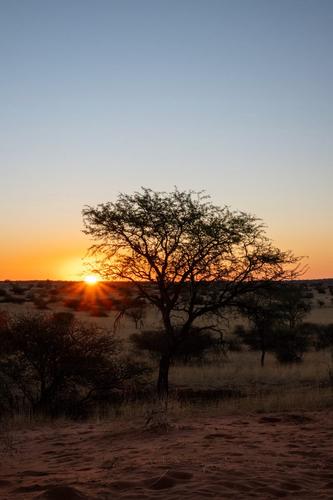 Sunset over a Namibian savanna with acacia trees