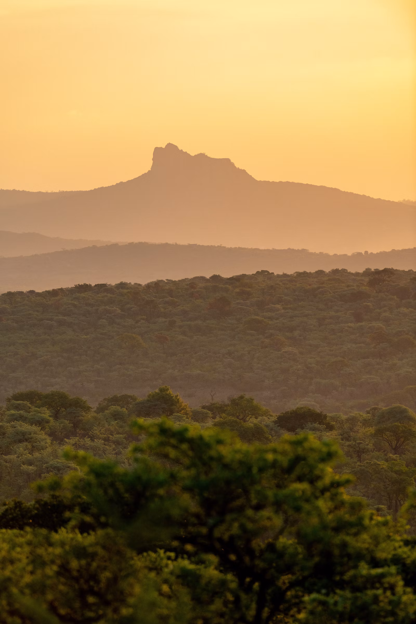 Giraffe standing in a green South African field