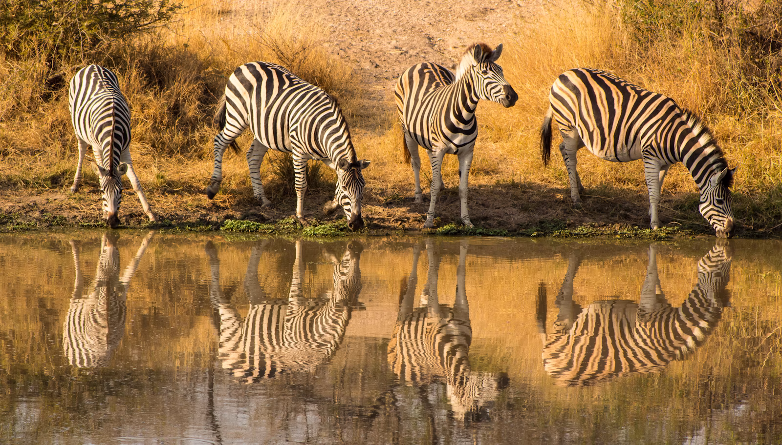 Zebra standing on green grass in East African hunting country