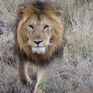 Old Nyika Safaris Ltd