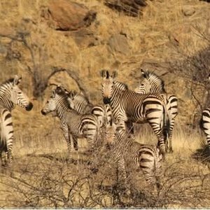 Onduno Hunting