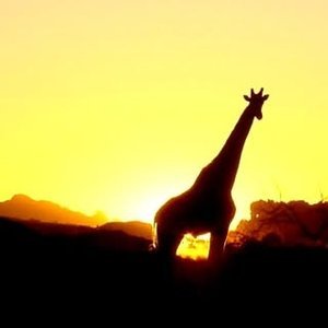Wilsonfontein Hunting Safaris