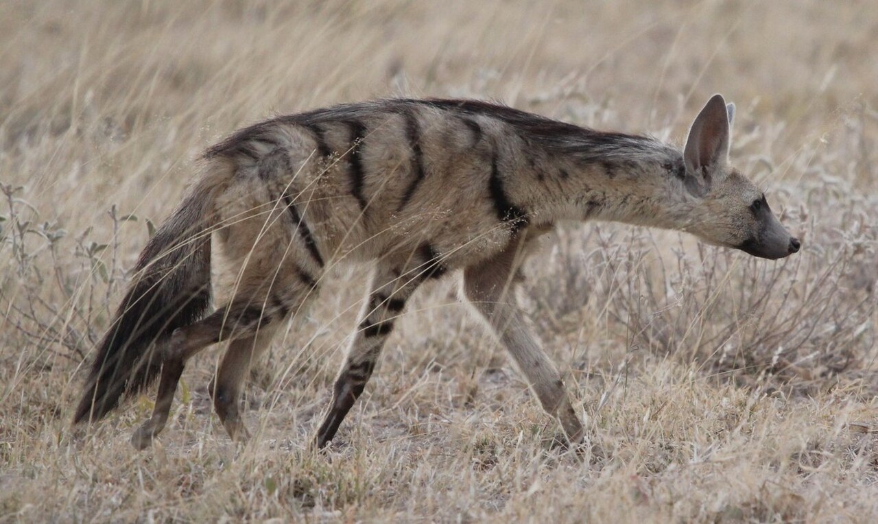 Photo of Aardwolf