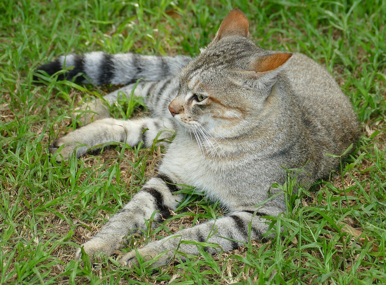 Photo of African Wildcat