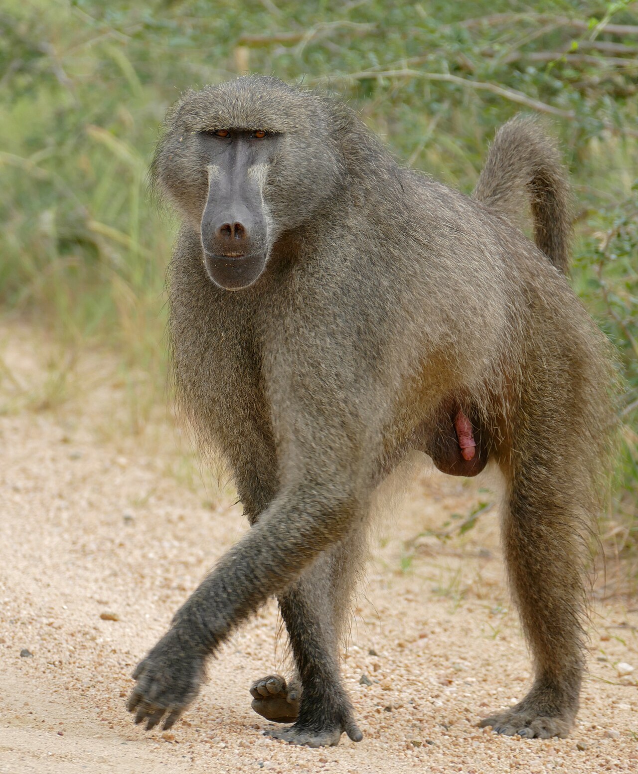 Photo of Baboon