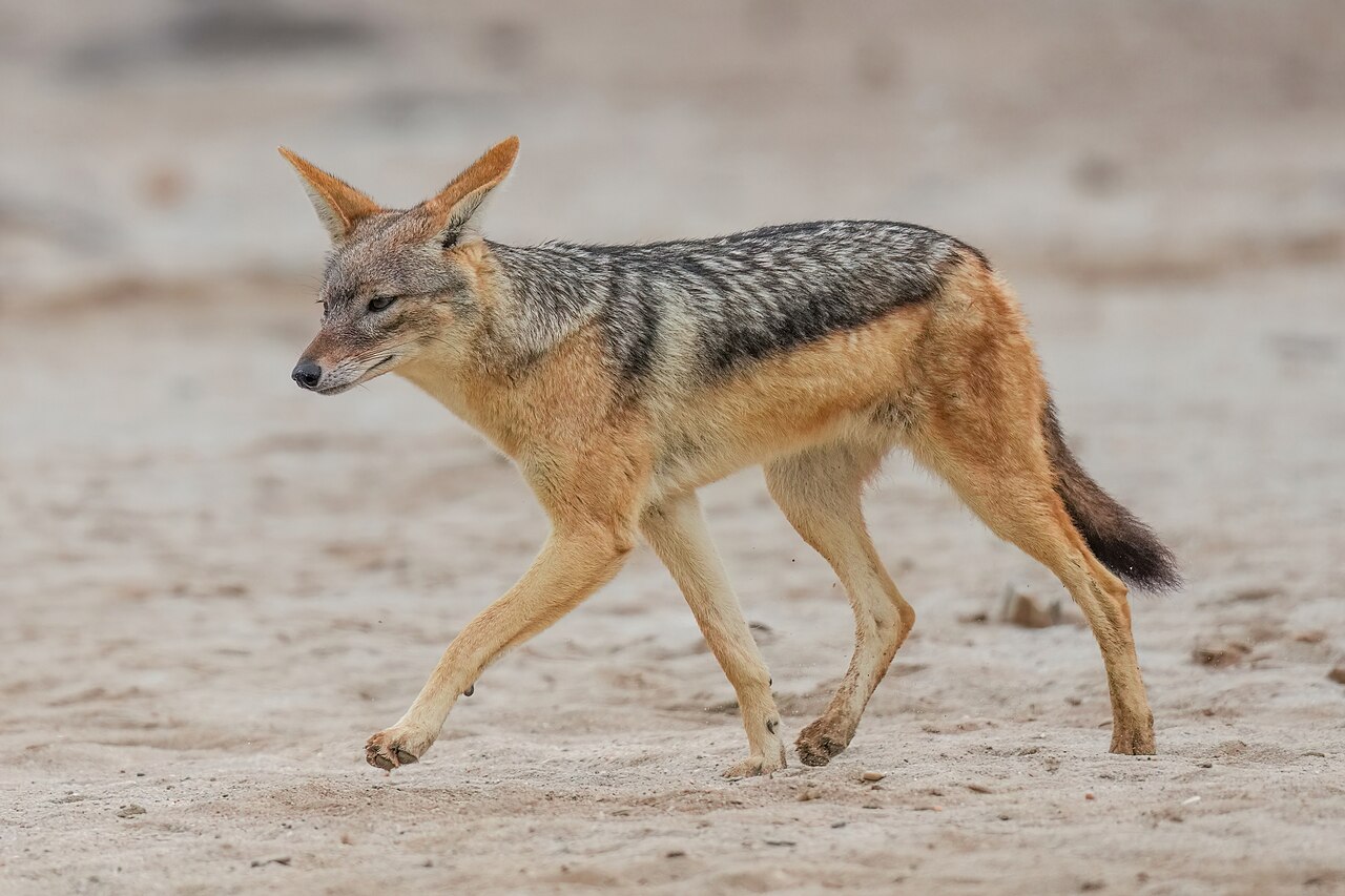 Photo of Black-Backed Jackal