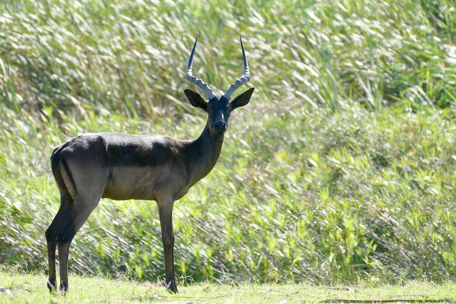 Photo of Black Impala