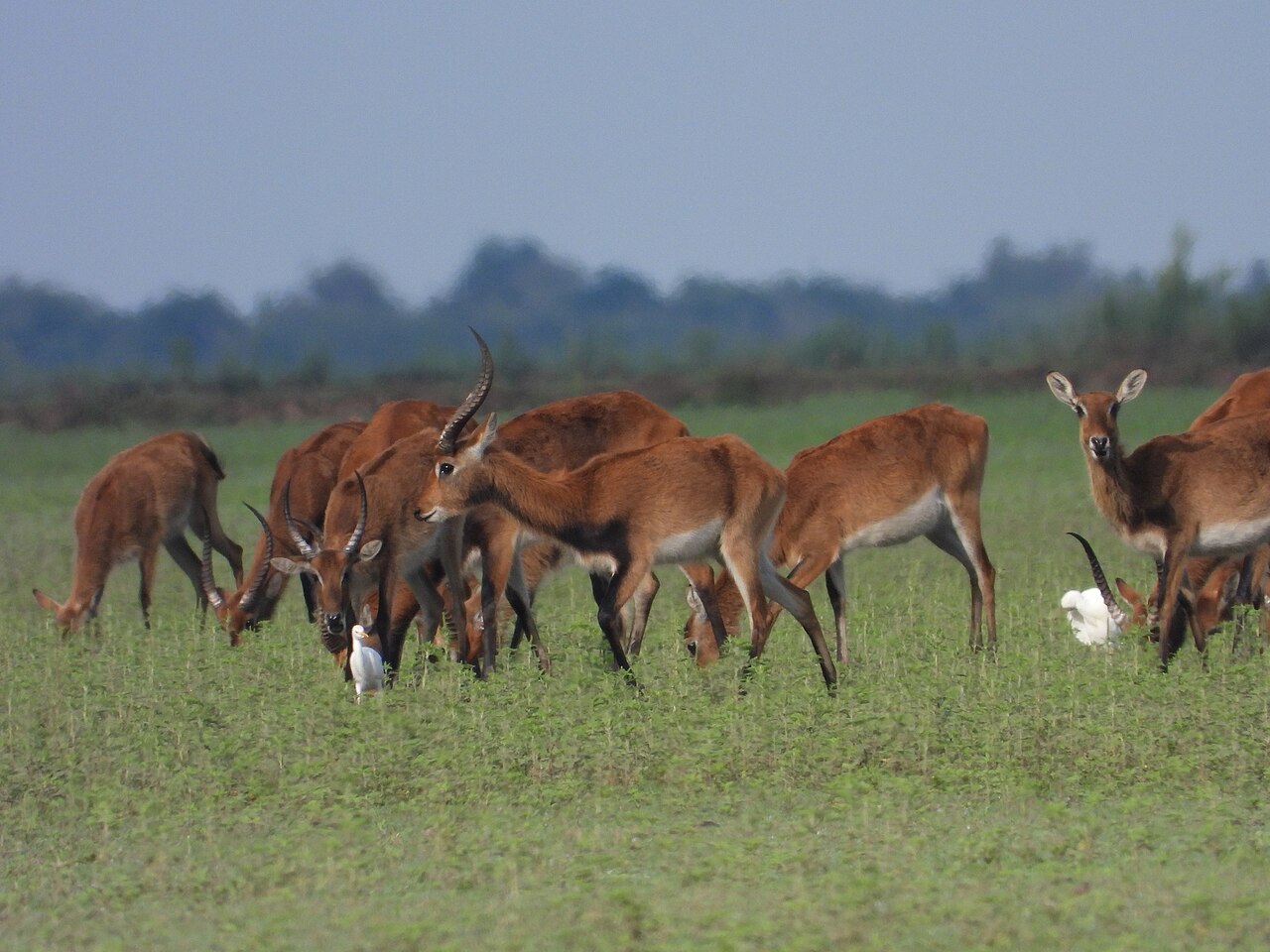 Photo of Black Lechwe