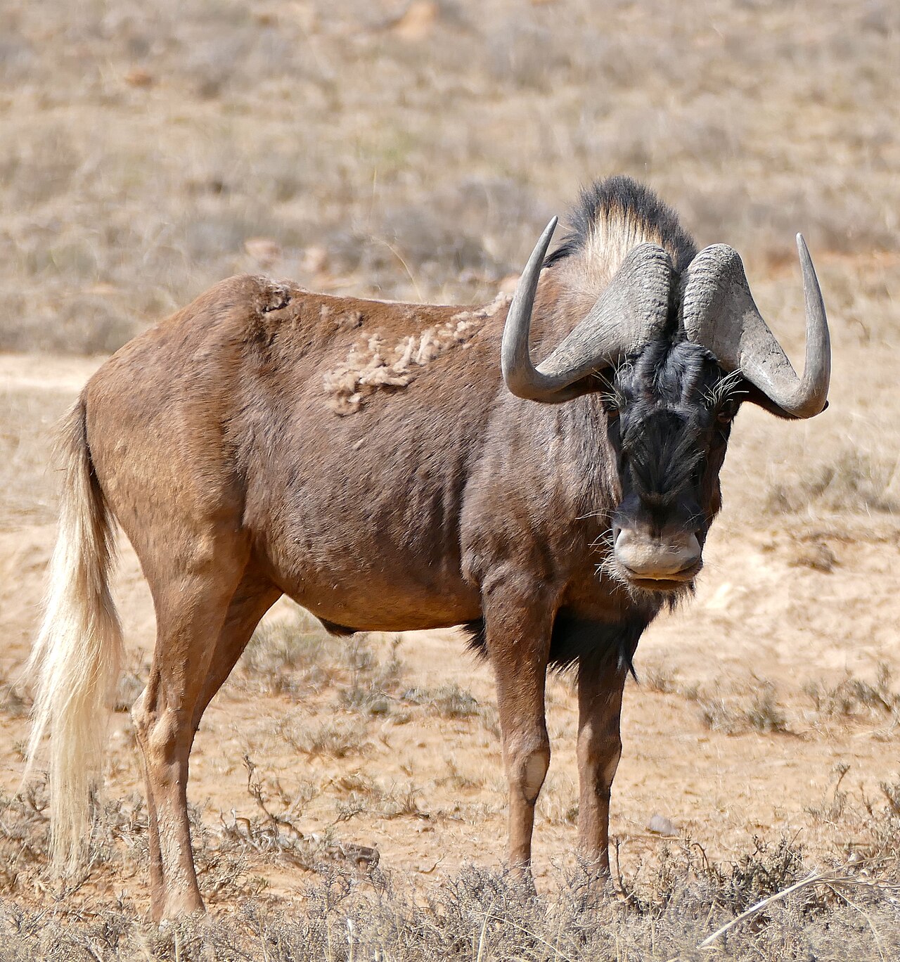 Photo of Black Wildebeest