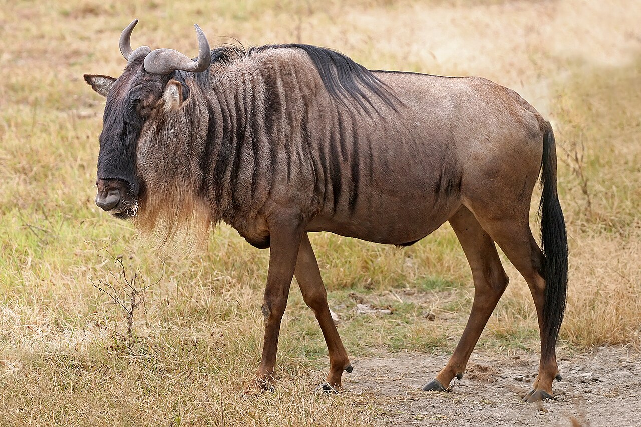 Photo of Blue Wildebeest