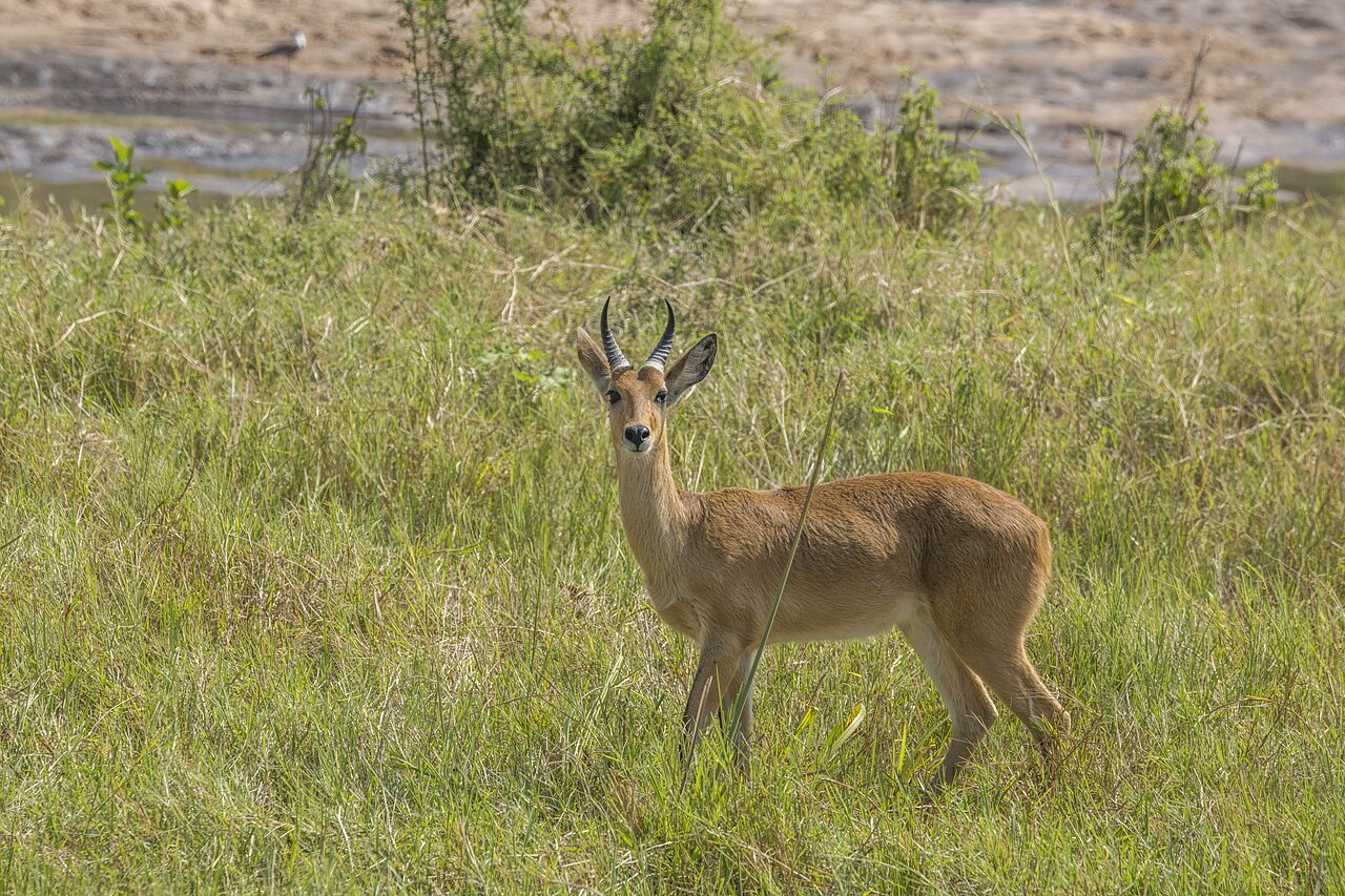 Photo of Bohor Reedbuck