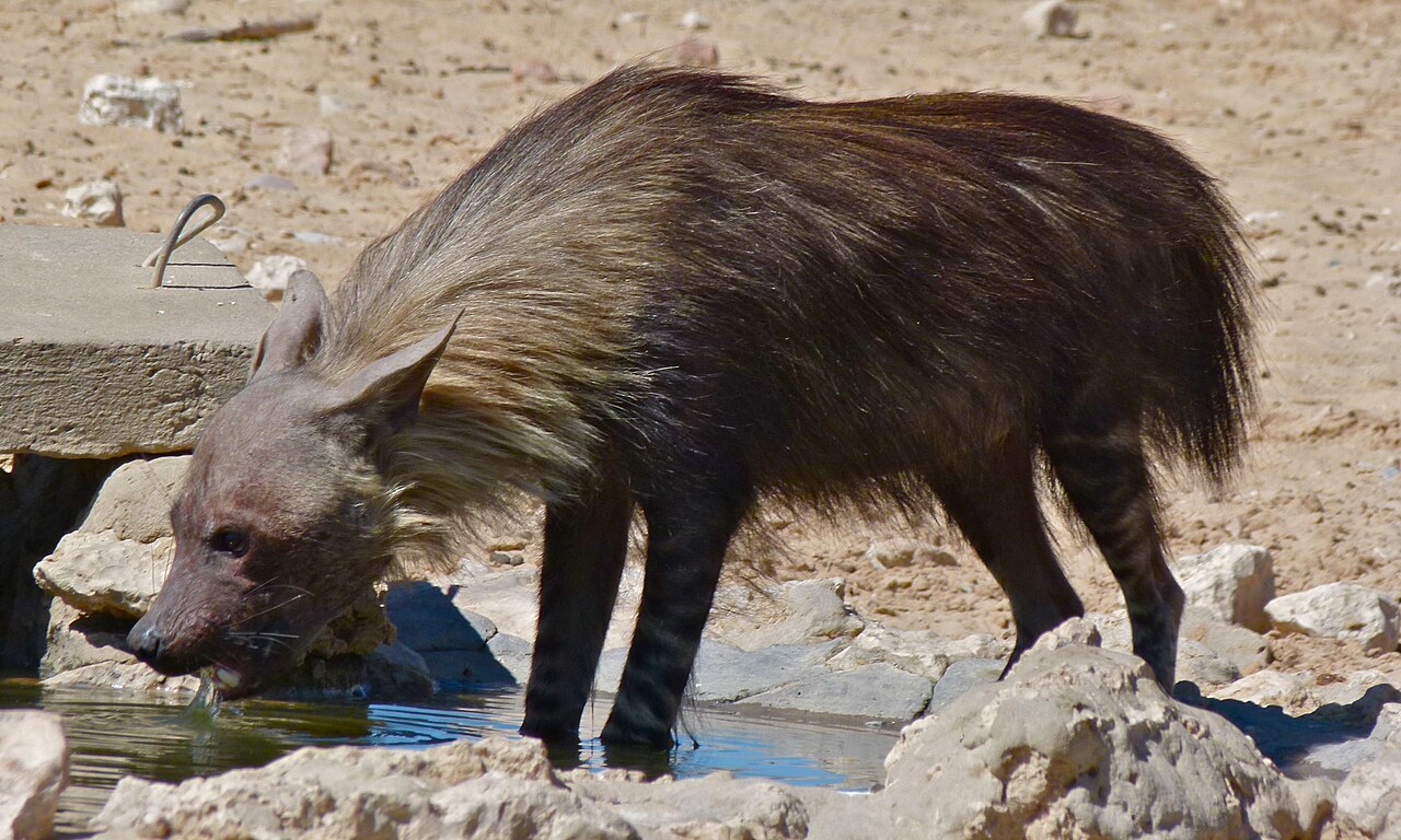 Photo of Brown Hyena