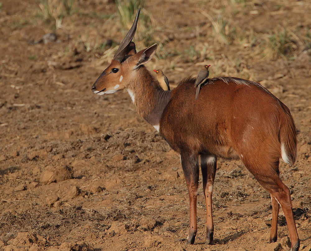 Photo of Bushbuck