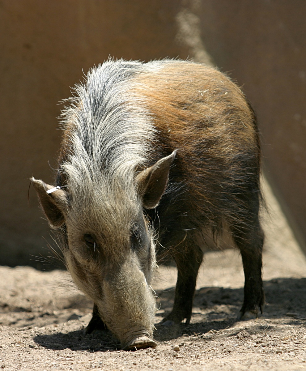 Photo of Bushpig