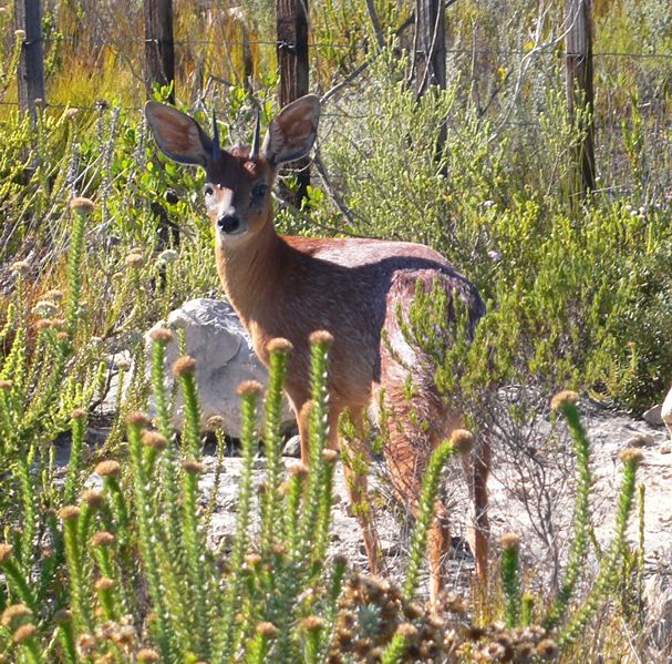 Photo of Cape Grysbok