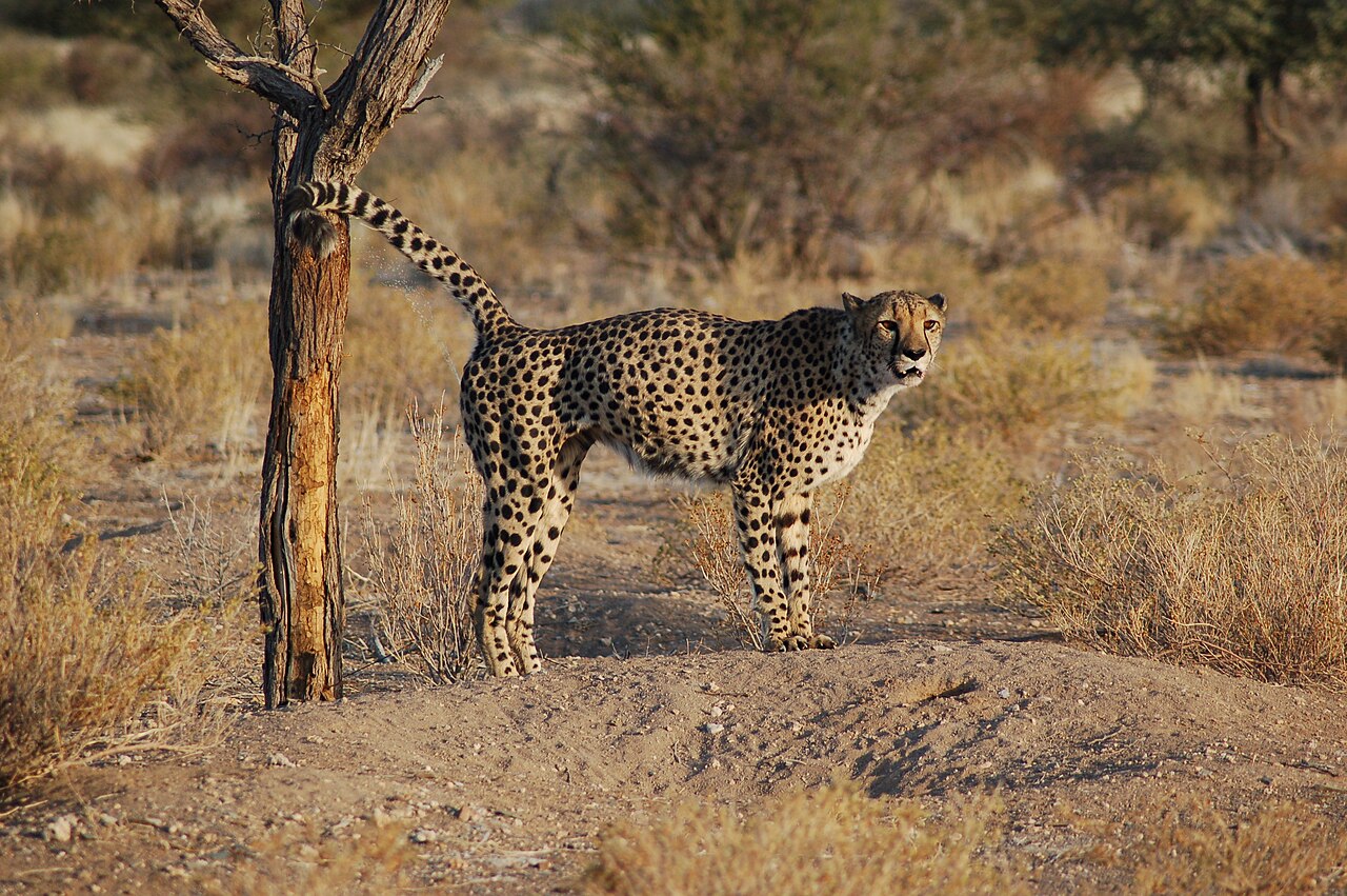 Photo of Cheetah