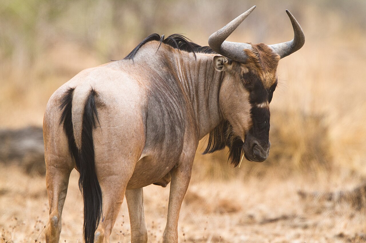 Photo of Cookson's Wildebeest