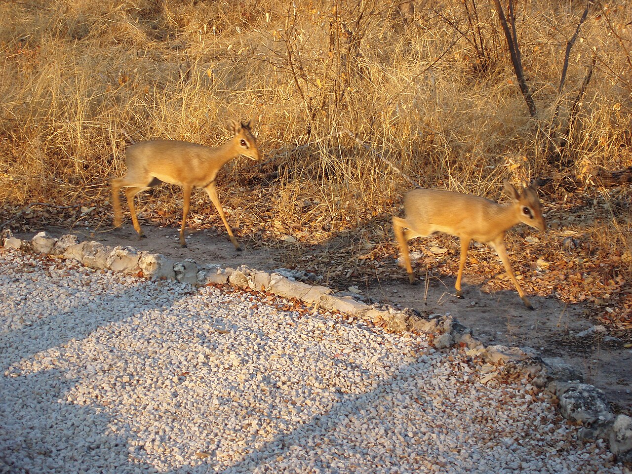 Photo of Damara Dik-dik