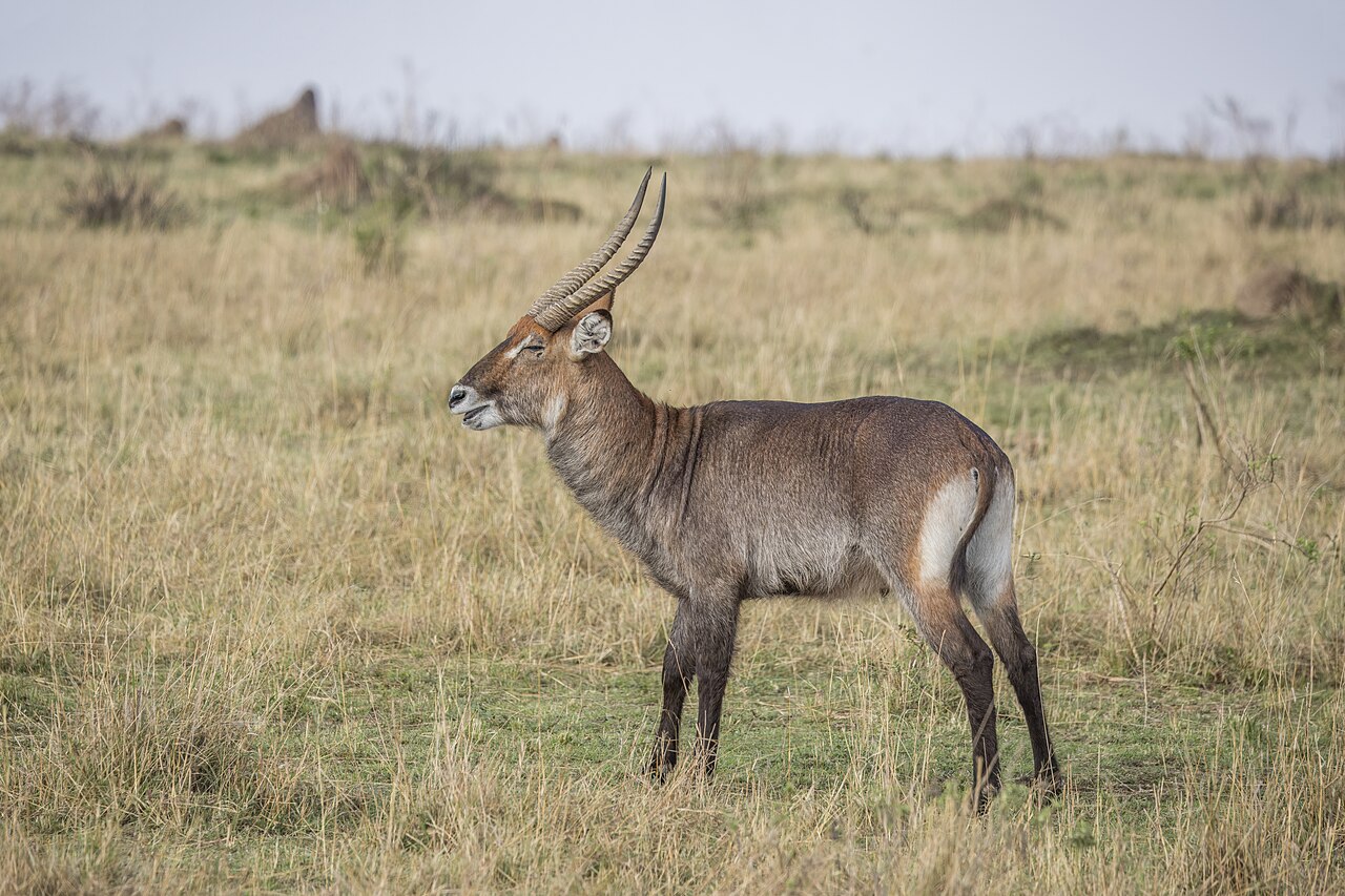 Photo of Defassa Waterbuck