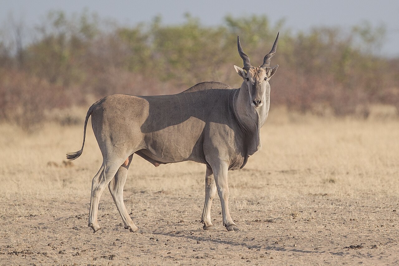 Photo of Eland (Cape)