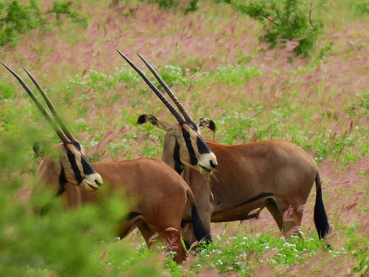 Photo of Fringe-eared Oryx