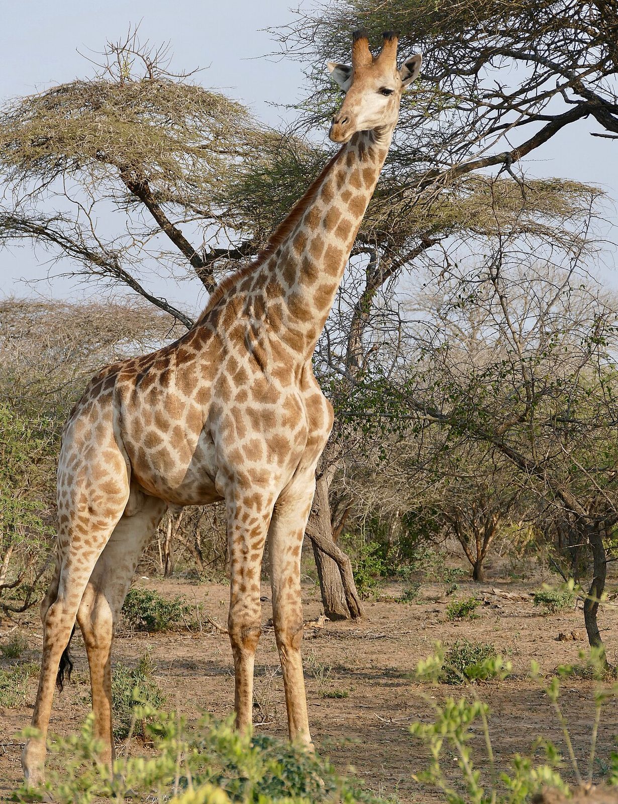 Photo of Giraffe