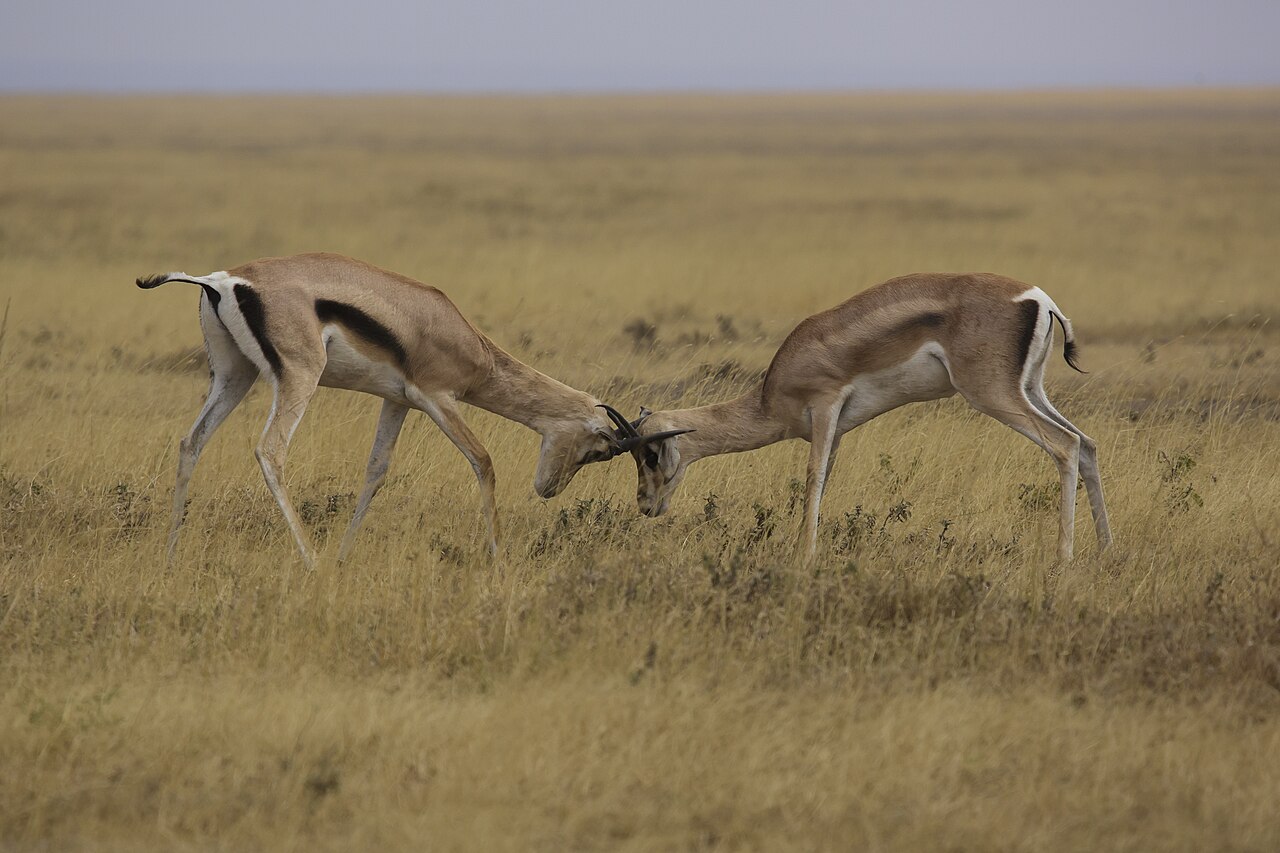 Photo of Grant's Gazelle