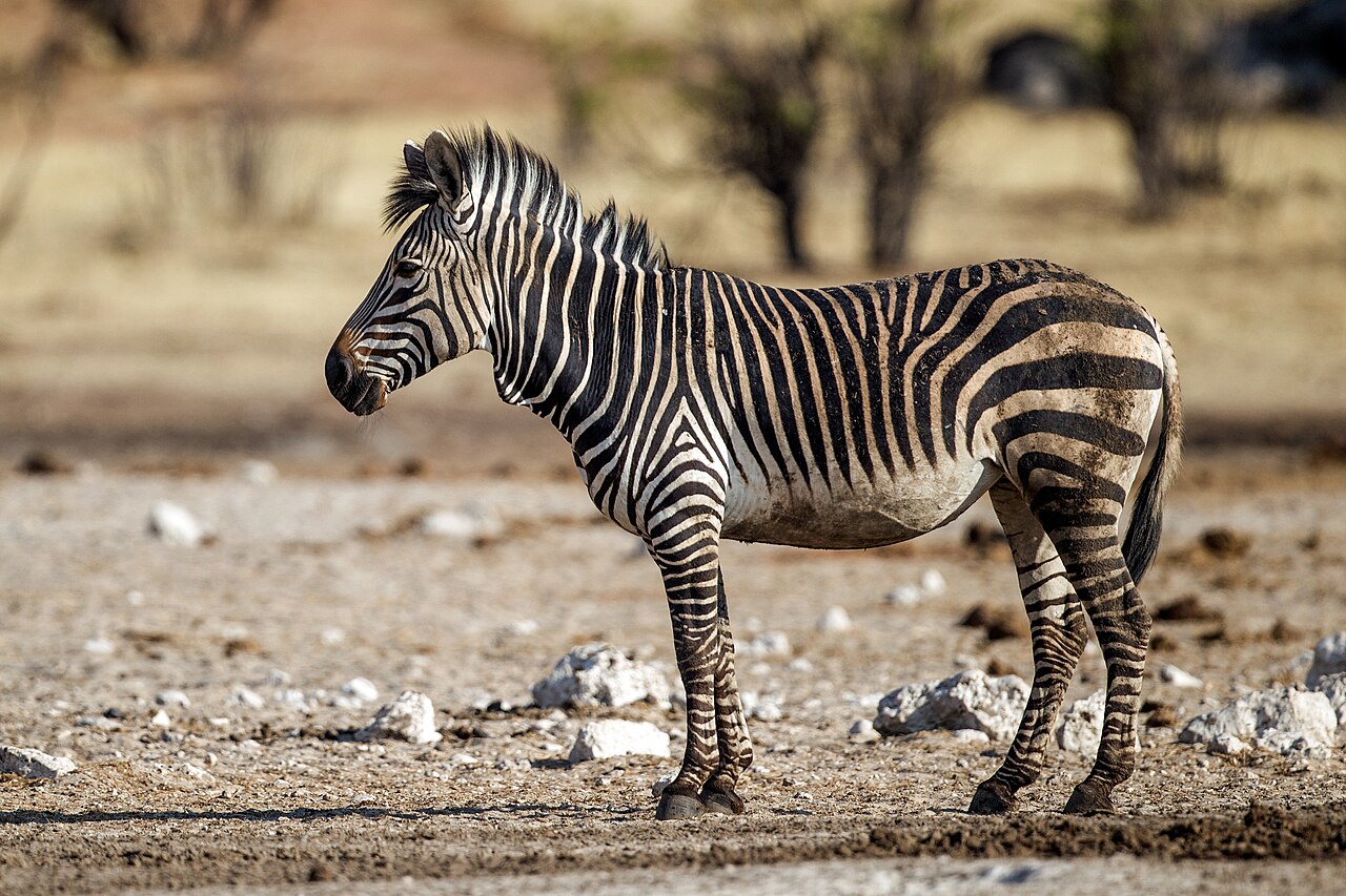 Photo of Hartmann's Mountain Zebra