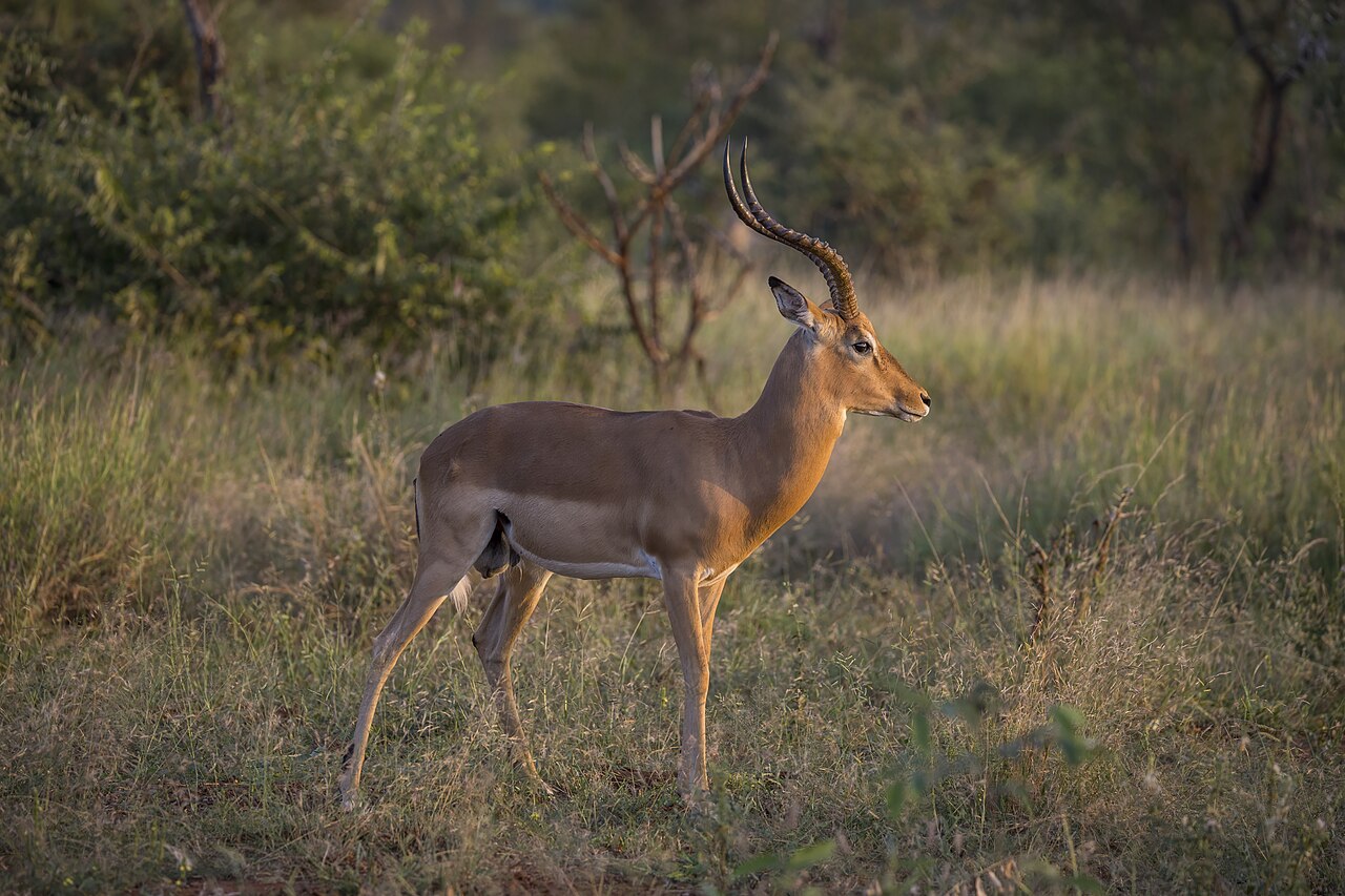 Photo of Impala