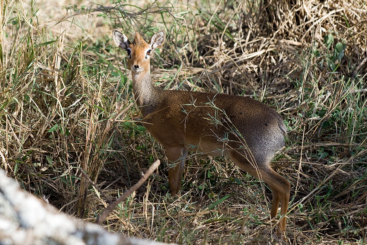 Photo of Kirk's Dik-dik