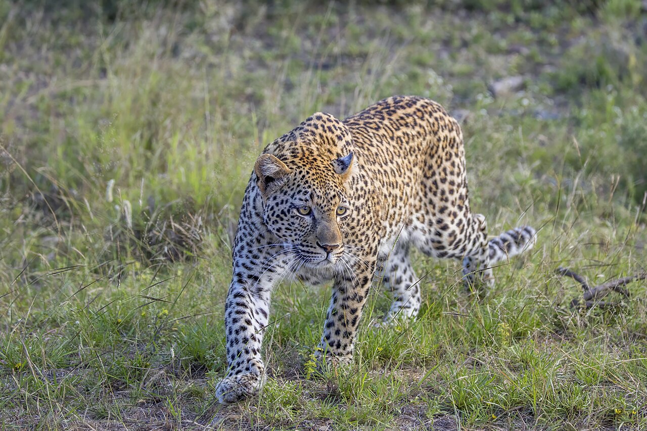 Photo of Leopard