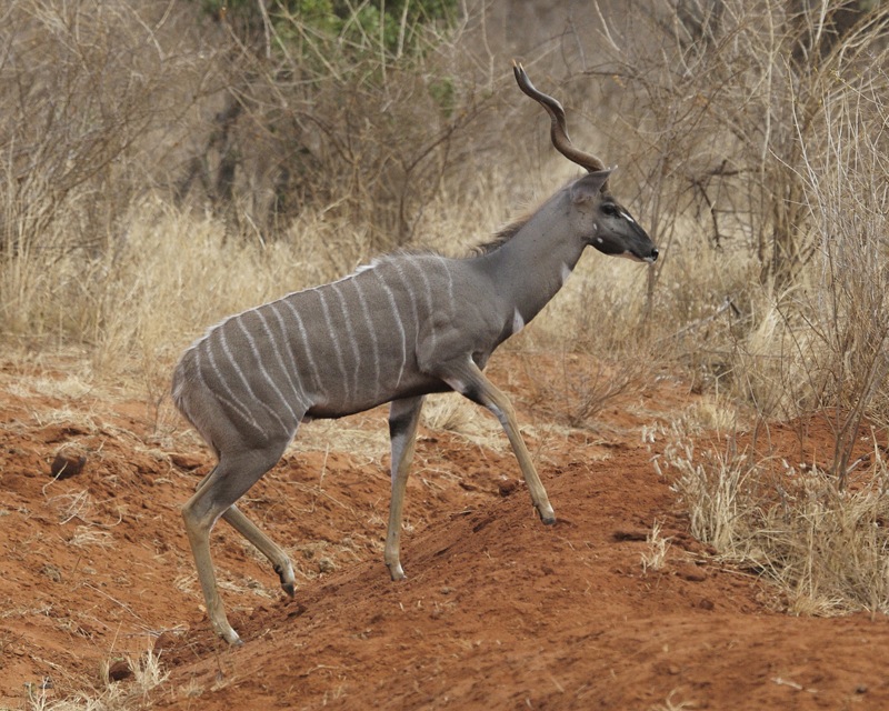 Photo of Lesser Kudu