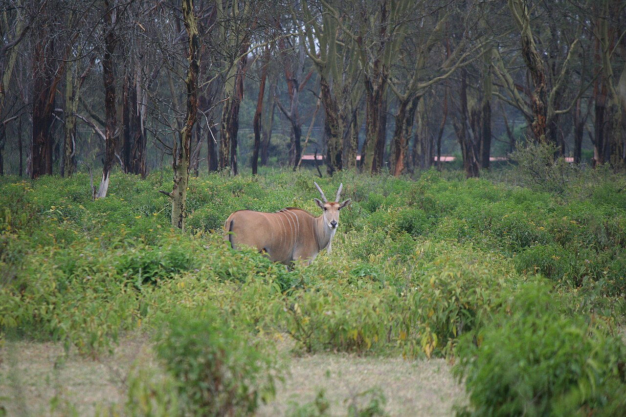 Photo of Livingstone’s Eland