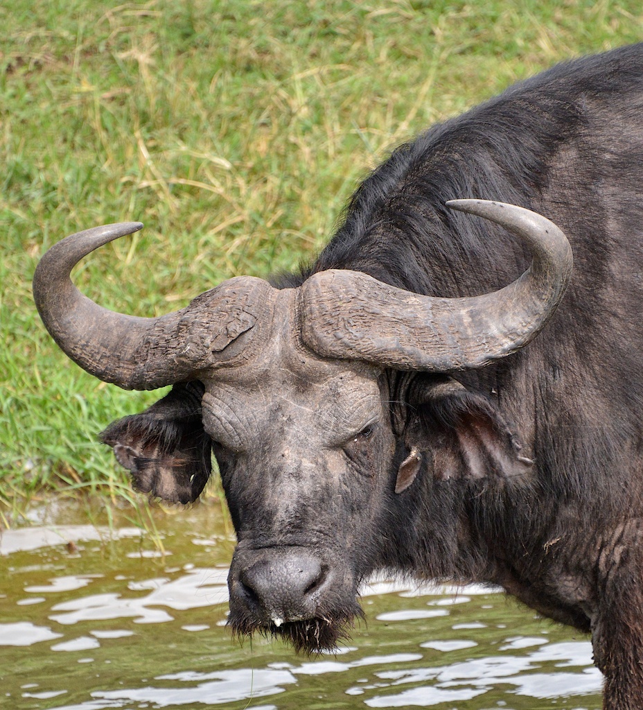 Photo of Nile Buffalo