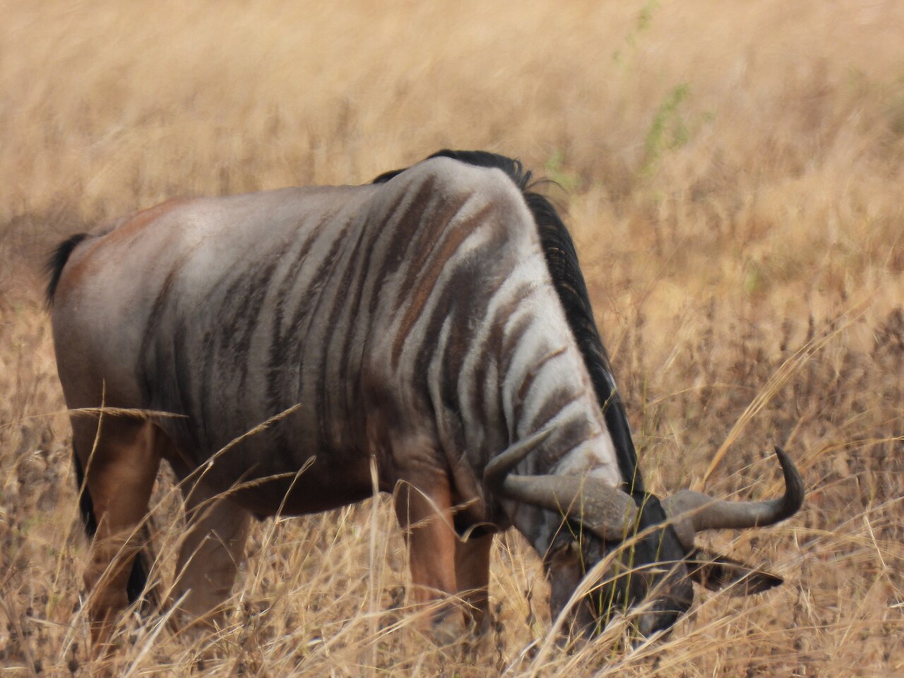 Photo of Nyasa Wildebeest