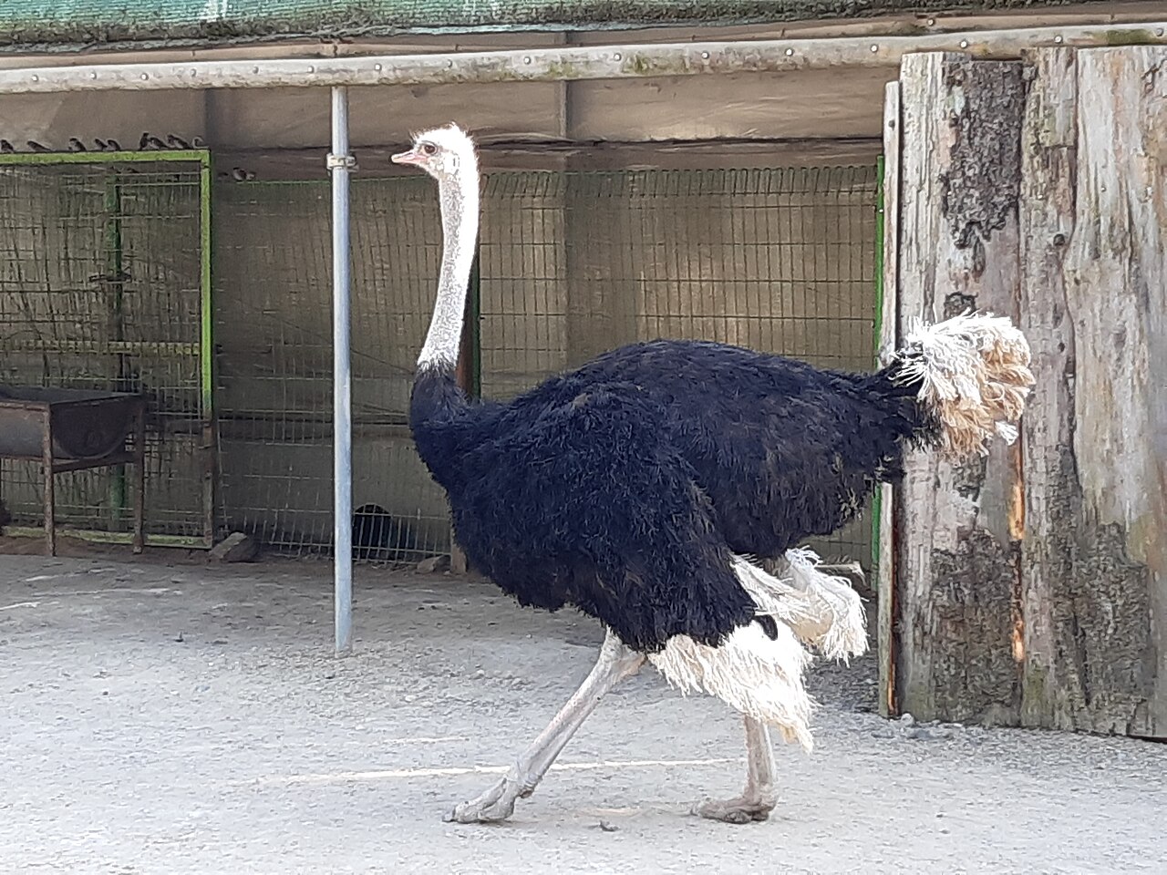 Photo of Ostrich