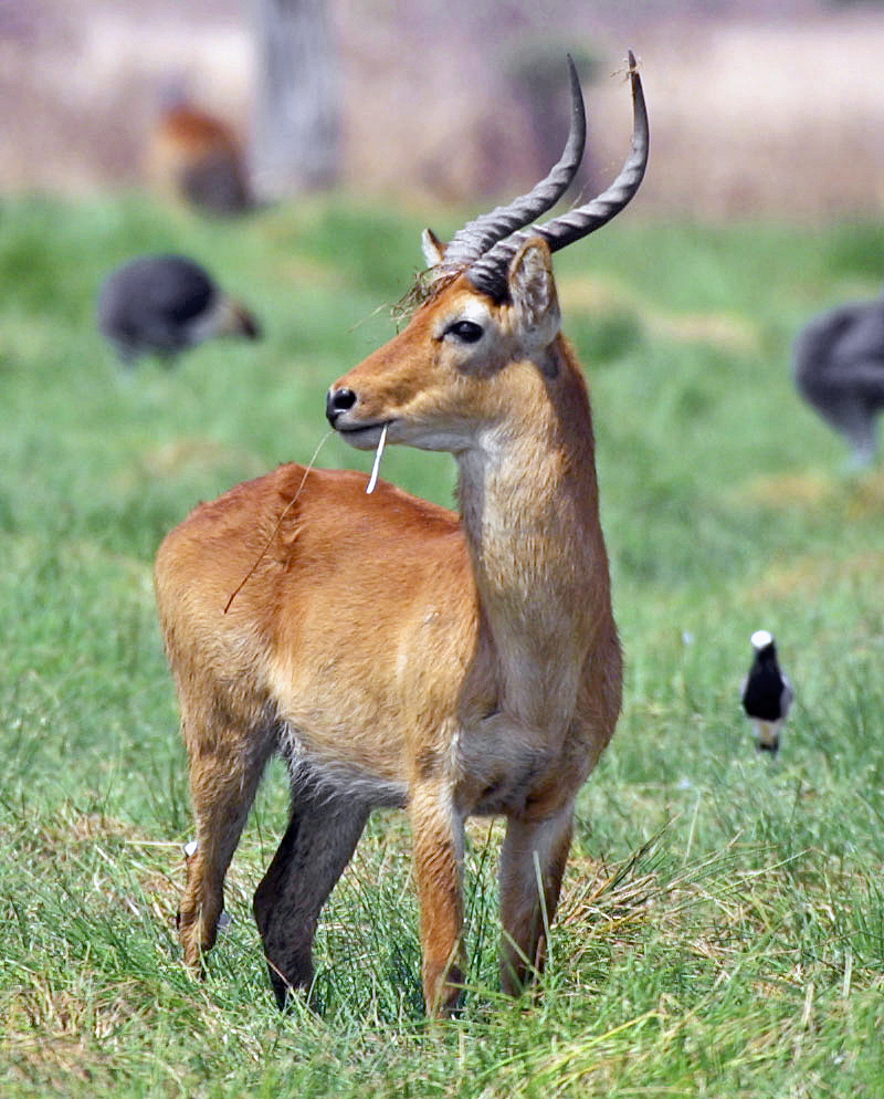 Photo of Puku