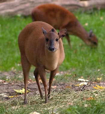 Photo of Red Duiker