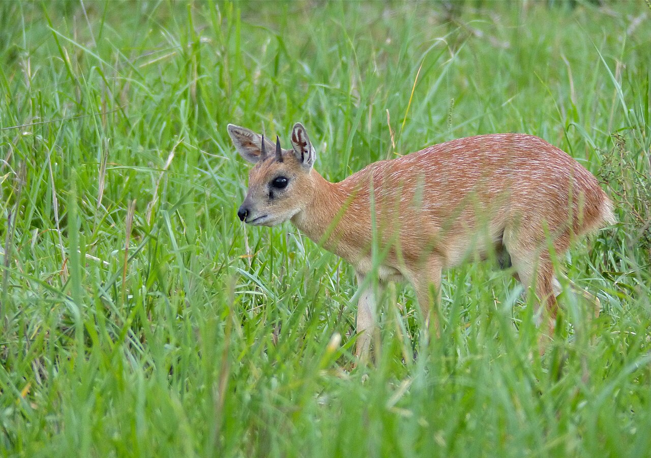 Photo of Sharpe's Grysbok