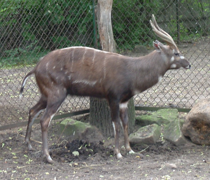 Photo of Sitatunga